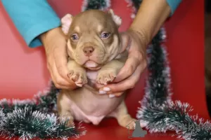 Photos supplémentaires: Chiots bully américain