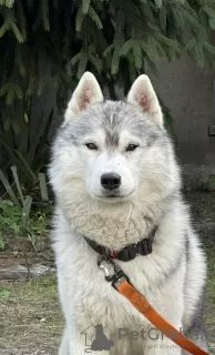 Photo №4. Je vais vendre husky de sibérie en ville de Kiev. de la fourrière, éleveur - prix - 962€