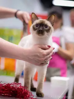 Photos supplémentaires: Petits-enfants de chatons thaïlandais et enfants de champions du monde