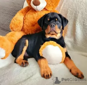 Photo №4. Je vais vendre rottweiler en ville de Varsovie. annonce privée - prix - 1200€