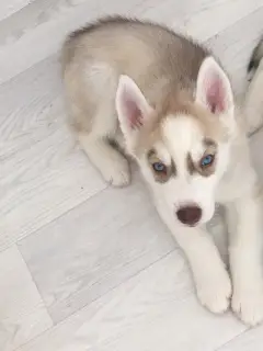 Photos supplémentaires: Les adorables garçons Husky attendent des parents aimants et responsables.