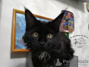 Photo №1. maine coon - à vendre en ville de Kamenskoe | 672€ | Annonce № 10872