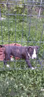 Photo №1. american staffordshire terrier - à vendre en ville de Kraljevo | négocié | Annonce №105679