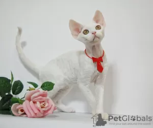 Photo №1. devon rex - à vendre en ville de Москва | 1041€ | Annonce № 44549