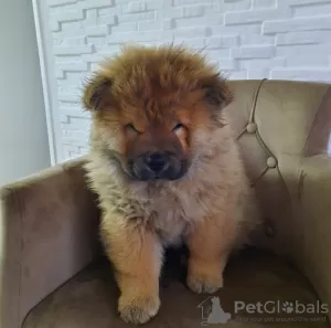 Photos supplémentaires: Chiots Chow-Chow