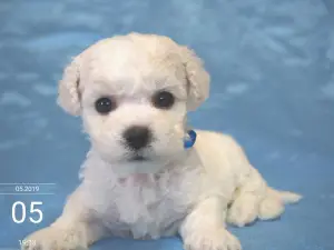 Photo №3. ? Record sur les chiots Bichon Frise de fabricants de champions. Fédération de Russie