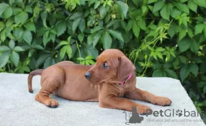 Photos supplémentaires: Chiots Pinscher Allemands