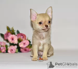 Photos supplémentaires: De beaux cheveux bruns avec un nez en chocolat. Garçon chihuahua.