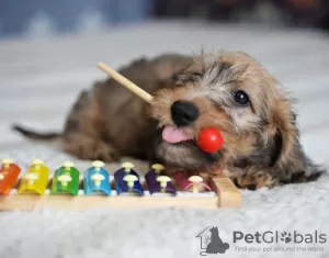 Photos supplémentaires: Chiots lapins teckel à poil dur, garçons, 3 mois