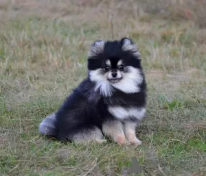 Photos supplémentaires: Adorable petit Poméranie, mini FCI.