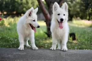 Photo №2 de l'annonce № 63945 de la vente berger blanc suisse - acheter à La Roumanie annonce privée