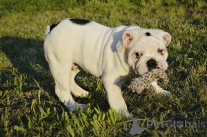 Photo №4. Je vais vendre bulldog anglais en ville de Minsk.  - prix - 577€