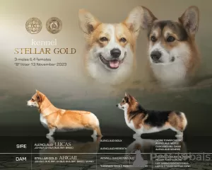 Photos supplémentaires: Chiots Welsh Corgi Pembroke de parents titrés