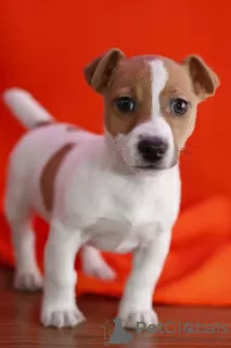 Photo №1. jack russell terrier - à vendre en ville de Leicester | négocié | Annonce №123499