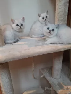 Photo №3. De jolis chatons British shorthair blancs disponibles maintenant à la vente. Allemagne