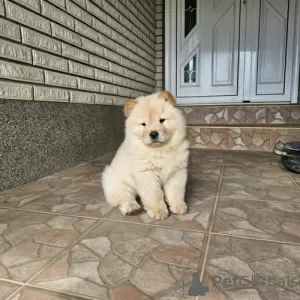 Photos supplémentaires: Chow-chow mâle