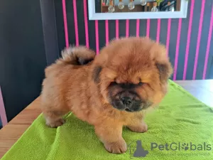 Photos supplémentaires: Chiots chow-chow