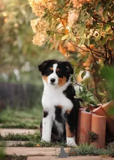 Photos supplémentaires: Chiots Berger Australien (Aussie)