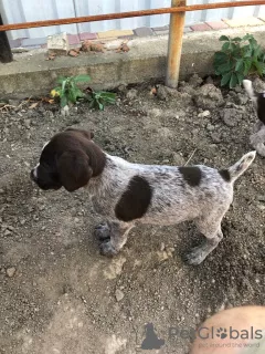 Photo №1. chien d'arrêt allemand à poil dur - à vendre en ville de Крыловская | négocié | Annonce №7635