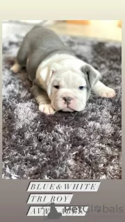 Photo №1. bulldog anglais - à vendre en ville de Антверпен | 400€ | Annonce №131472