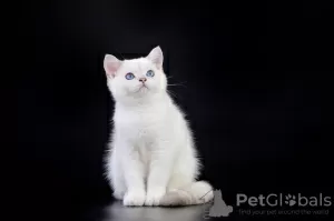 Photo №1. british shorthair - à vendre en ville de Chisinau | négocié | Annonce № 12081