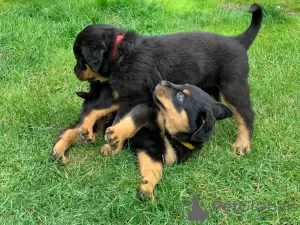 Photo №2 de l'annonce № 36514 de la vente rottweiler - acheter à Fédération de Russie annonce privée