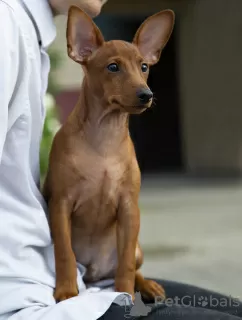 Photos supplémentaires: Chiot pinscher nain rouge foncé 3 mois.