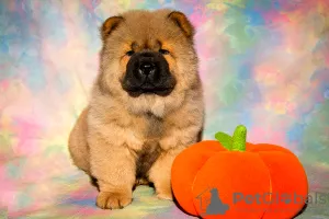 Photos supplémentaires: Chiots Chow Chow