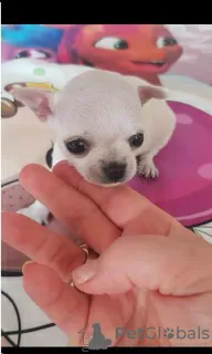 Photo №1. chihuahua - à vendre en ville de Belgrade | négocié | Annonce №70398