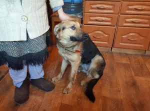 Photo №3. Chien de berger métis cherche une maison. Fédération de Russie