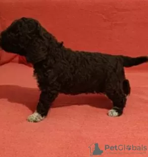 Photos supplémentaires: Chiots Lagotto Romagnolo