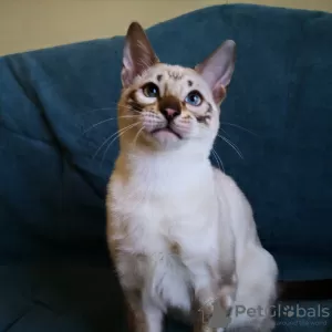 Photos supplémentaires: Chatons Bengal comme animaux de compagnie