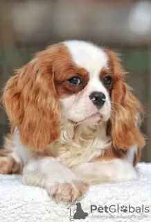 Photo №4. Je vais vendre cavalier king charles spaniel en ville de Палм-Бич. annonce privée - prix - 1420€