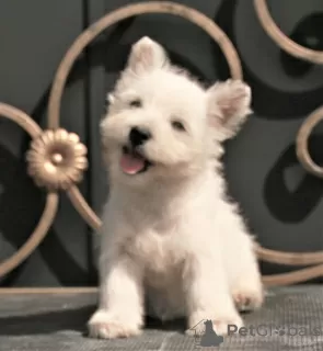 Photo №1. west highland white terrier - à vendre en ville de Москва | 1136€ | Annonce №113561