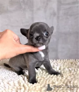 Photos supplémentaires: Chiot à vendre chihuahua blanc et bleu