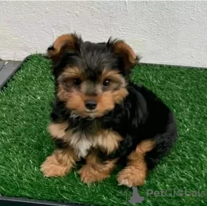 Photo №1. yorkshire terrier - à vendre en ville de bateau | négocié | Annonce №96457