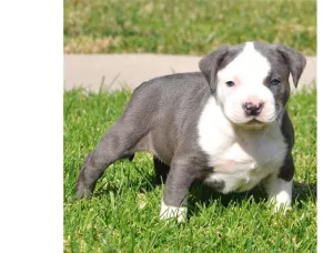 Photo №1. american pit bull terrier - à vendre en ville de Varsovie | Gratuit | Annonce №5000