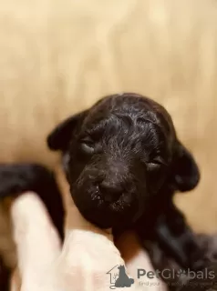 Photos supplémentaires: Chiots caniche à vendre