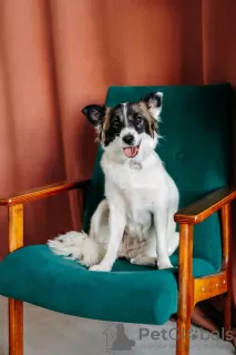 Photos supplémentaires: Le chien miniature Suri cherche un foyer !