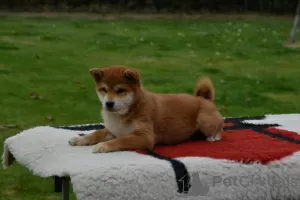 Photos supplémentaires: Chiots Shiba Inu