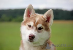 Photo №4. Je vais vendre husky de sibérie en ville de Saint-Pétersbourg. de la fourrière - prix - négocié