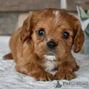 Photo №1. cavalier king charles spaniel - à vendre en ville de Salvador | 279€ | Annonce №45724