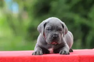 Photos supplémentaires: Chiots Cane Corso