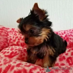 Photo №2 de l'annonce № 129458 de la vente yorkshire terrier - acheter à Allemagne éleveur