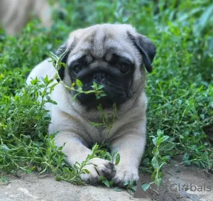 Photos supplémentaires: Chiots Carlin