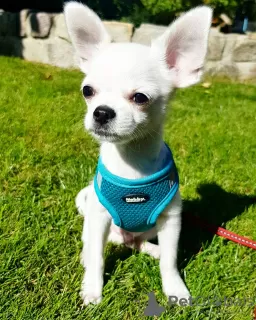 Photo №1. chihuahua - à vendre en ville de Lyon | Gratuit | Annonce №16205