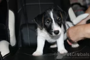 Photo №3. Chiot Jack Russell Terrier. Fédération de Russie