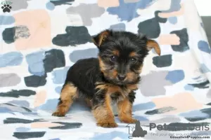 Photo №3. Yorkshire Terrier - chiots garçons standard. Allemagne