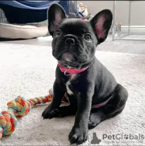 Photo №1. bouledogue - à vendre en ville de Эспоо | négocié | Annonce №123681