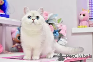 Photo №2 de l'annonce № 36928 de la vente british shorthair - acheter à Ukraine de la fourrière, éleveur